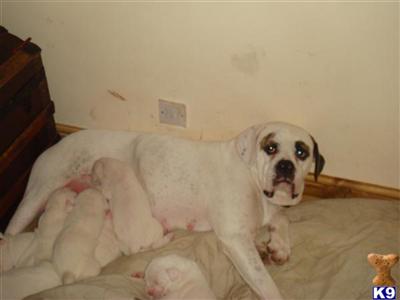 american bulldog pups